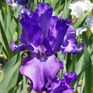 pandora's purple